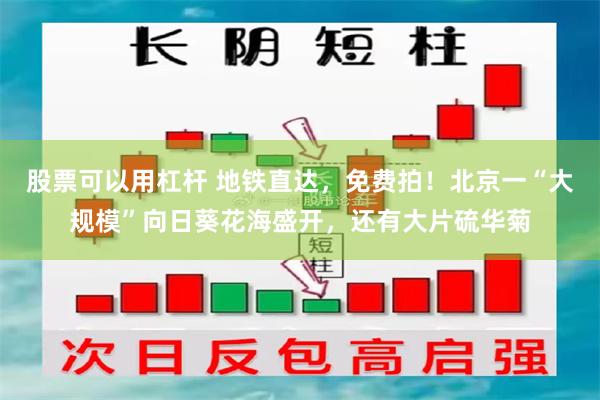 股票可以用杠杆 地铁直达，免费拍！北京一“大规模”向日葵花海盛开，还有大片硫华菊