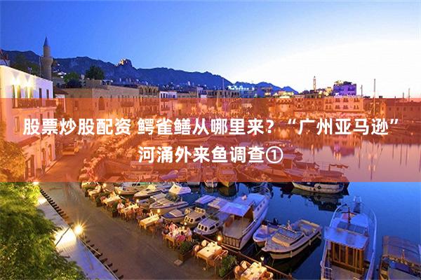 股票炒股配资 鳄雀鳝从哪里来？“广州亚马逊”河涌外来鱼调查①